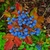 Purple berries against red leaves in fall