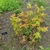 Compact shrub with orange-coppery new leaves