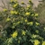 Shrub with yellow flowers