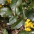 leaves and form