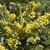 bright yellow flowers growing in racemes (upright clusters)