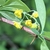 yelow flower in dangling raceme