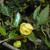 Berberis candidula flower and leaves