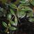 Berberis candidula leaves