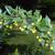 Berberis candidula flower and leaves