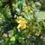Berberis candidula flower and leaves