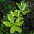 Berberis candidula leaves