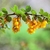 Leafy branch with clusters of yellow flowers.