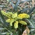 Yellos flowers in a cluster
