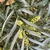 Cmpound leaf with yellow flowers