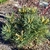 long narrow Pinnate leaves