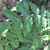 Compound leaf with 7 leaflets