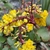 Yellow flowers in clusters