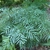 Shrub with bluish pinnately compound leaves.