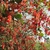 Leafy shoots with small, translucent red berries.
