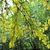 Leafy shoots with small yellow flowers.
