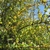 Leafy shoots with small yellow flowers.