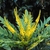 Shoot apex with compound leaves & racemes of yellow flowers.