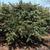 Berberis julianae form