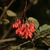 Close up of a shoot with a cluster of red berries.