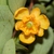 flower and leaves