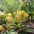 Creeping plant with pinnate leaves and yellow flowers.