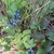 Creeping plant with blue berries.
