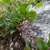 Creeping plant with blue berries.