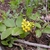 Creeping plant with pinnate leaves and yellow flowers.