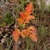 Creeping plant with orange pinnate leaves and yellow flowers.