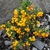 Form in bloom