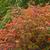 Japanese barberry