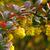 Berberis thunbergii