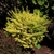 Form of a shrub with yellow leaves