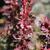 Berberis thunbergii var. atropurpurea 'Rose Glow'