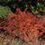 Berberis thunbergii f. atropurpurea