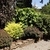 Shrub with yellow leaves used in a shrub border