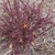 Red Barberry plant form