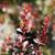 Berberis thunbergii 'Crimson Pygmy'