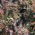 Berberis thunbergii 'Crimson Pygmy'