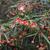 Berberis triacanthophora 'Cally Rose'