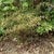 Shrub with spiny, narrow leaves.