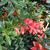 Berberis verruculosa