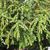 Berberis verruculosa