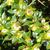 Berberis verruculosa flowers leaves
