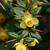 Berberis verruculosa close up of flowers