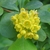 Cluster of yeloow flowers