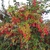 leaves and form