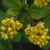 Clusters of yellow flowers