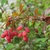 Oblong red fruits